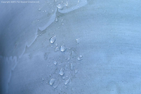 P10117